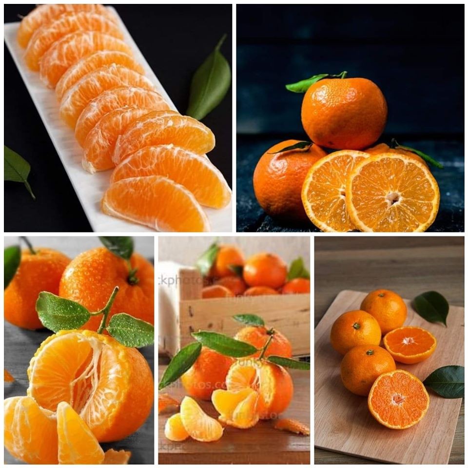 2 CÂY GIỐNG QUÝT THÁI SIÊU SỚM