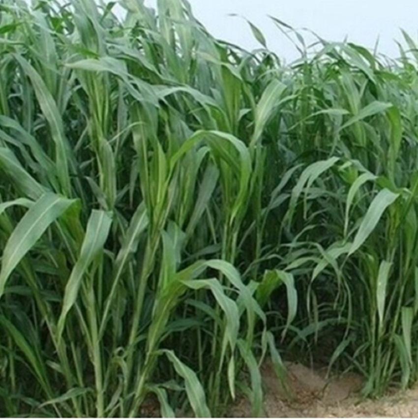 Hạt giống Cỏ Voi - Gói 50 gam