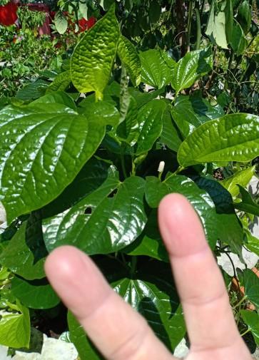 Combo 10 cây rau lá lốt