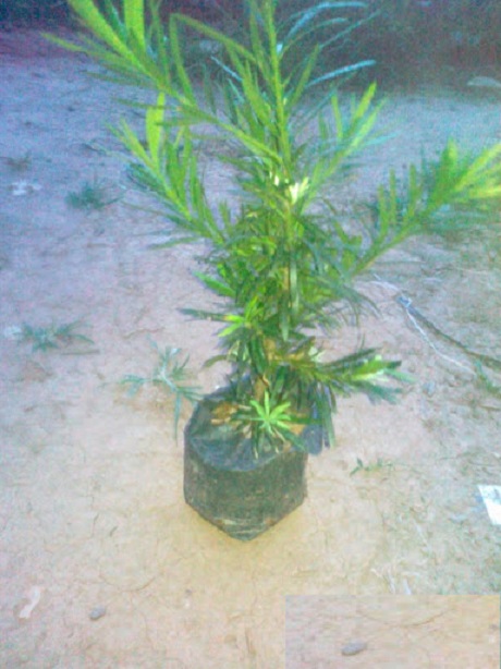 COMBO 03 cây giống TÙNG LA HÁN - CÂY BONSAI - SIÊU ĐẸP GIÁ SIÊU RẺ