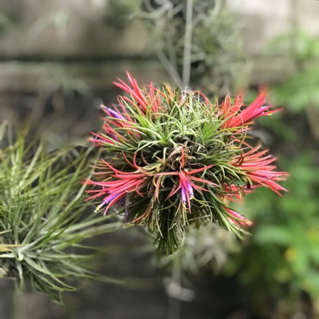 Cây Không Khí Kim Yến Chùm -Tillandsia Ion Fuego