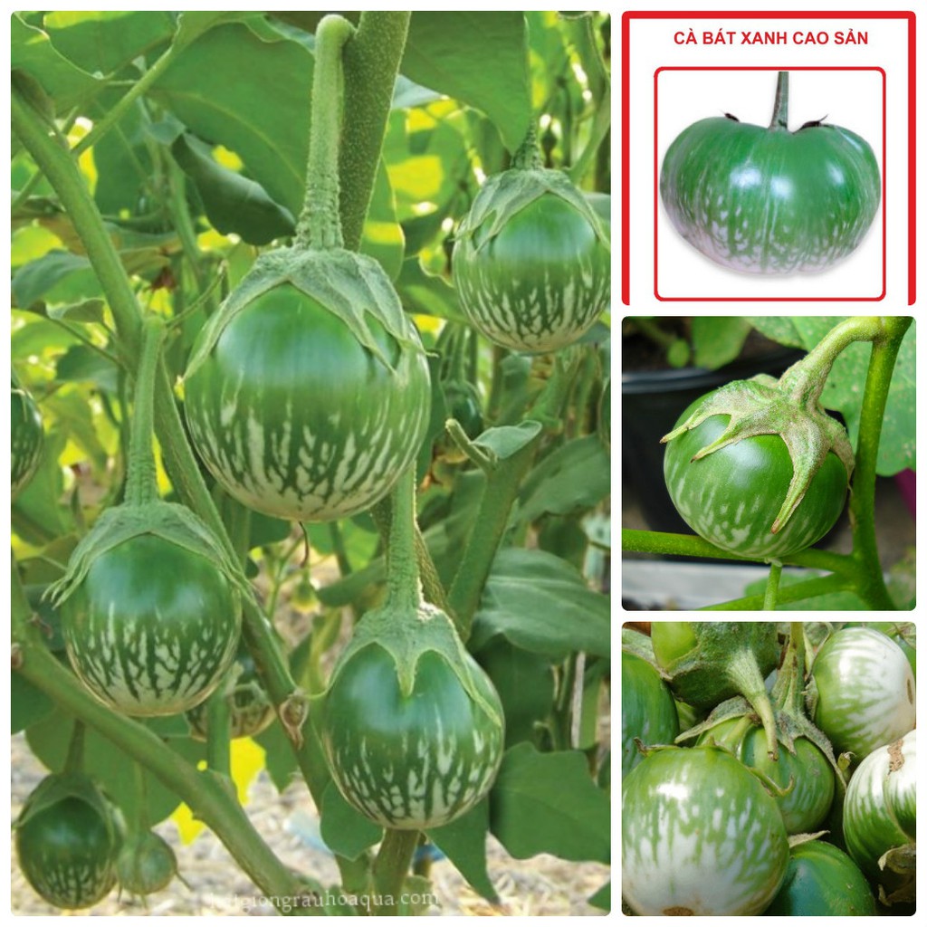 "Gói 2Gr=400Hạt " Hạt giống Cà bát ta da ếch