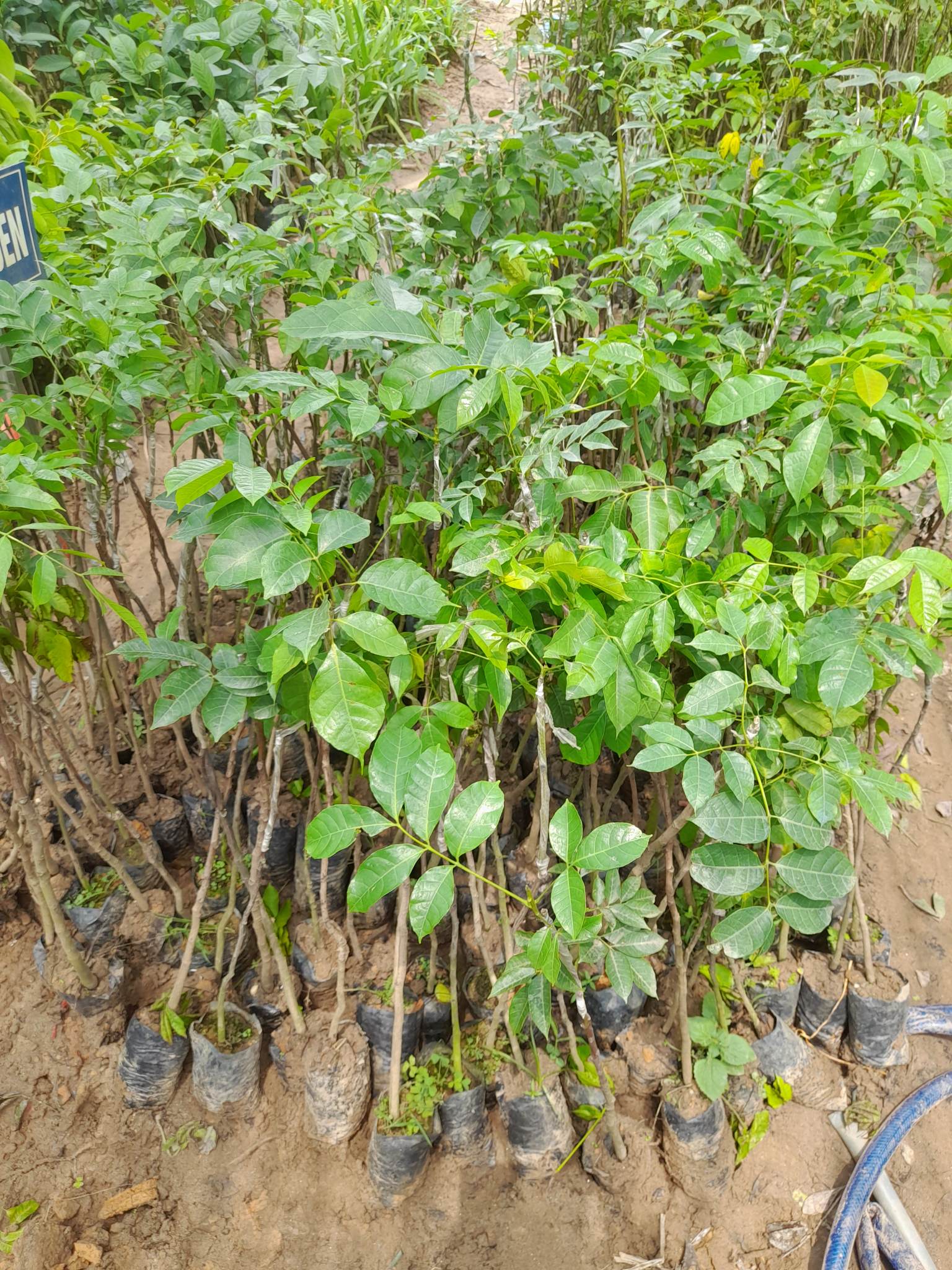 Giống Trám Đen-Cây Ăn Trái+Tặng kèm phân bón