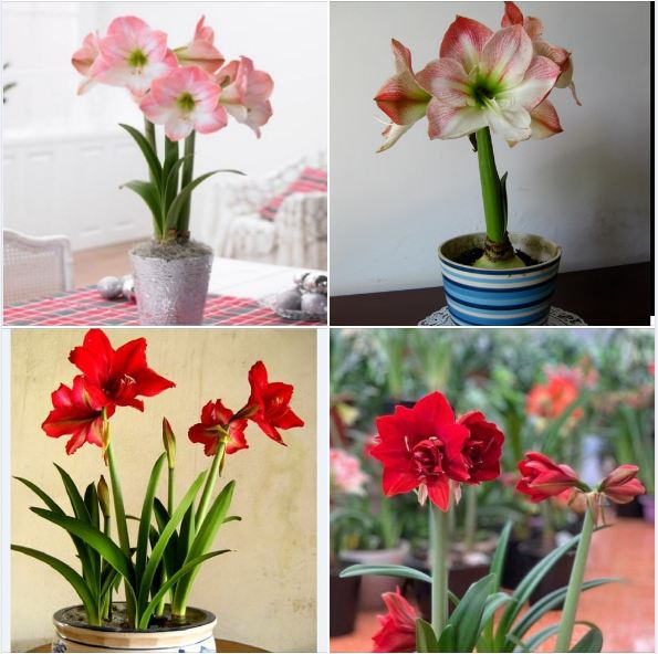 Bộ 2 củ giống hoa lan huệ - ( 1 củ hoa hồng đào + 1 củ hoa đỏ nhung )