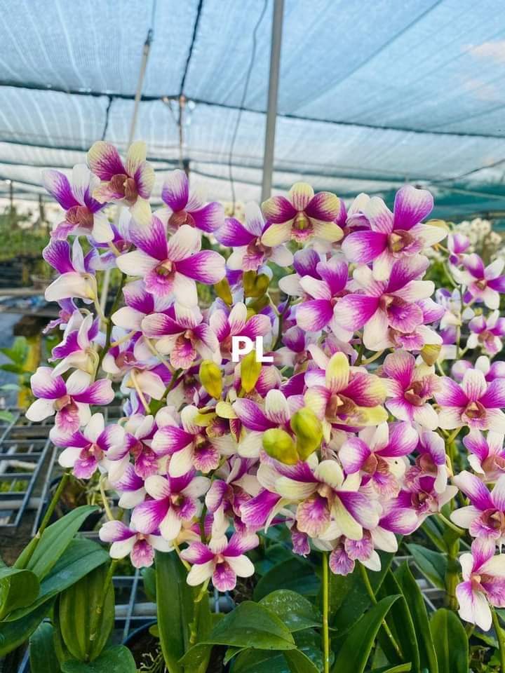 HOA LAN ĐỒNG TIỀN 3 MÀU