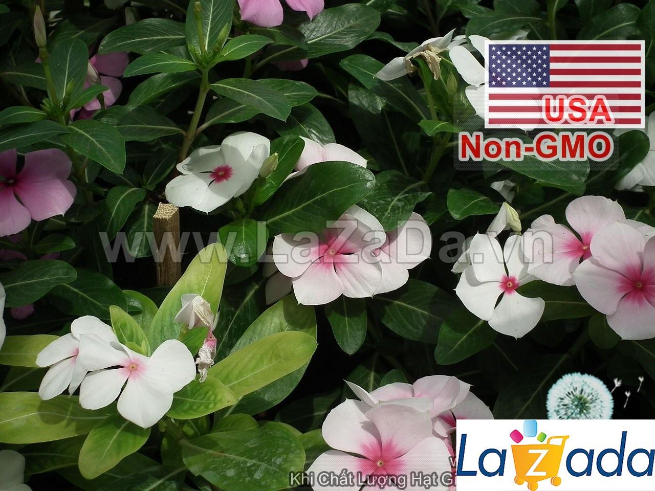 50h Hạt Giống Hoa Dừa Cạn Lùn Trắng Mắt Đỏ (C2.301| -KD: B6*V24)