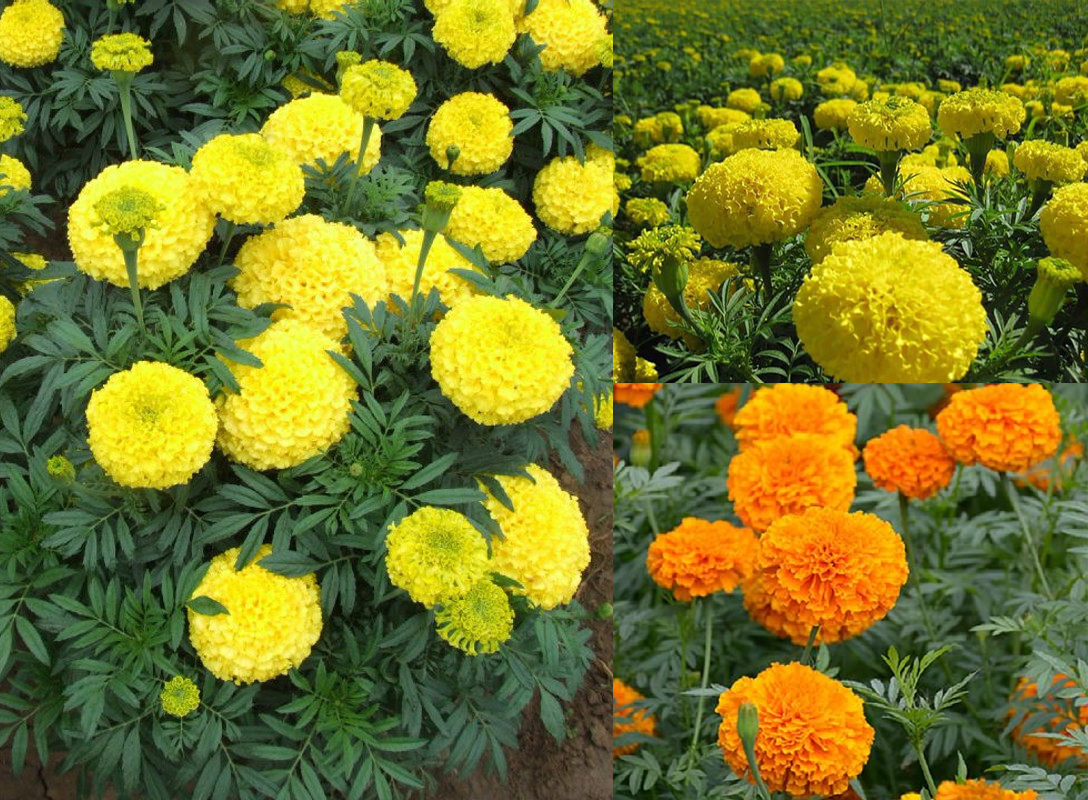 CÚC VẠN THỌ - CHẬU ĐANG NỤ VÀ HOA SIÊU ĐẸP (chậu 3 cây)