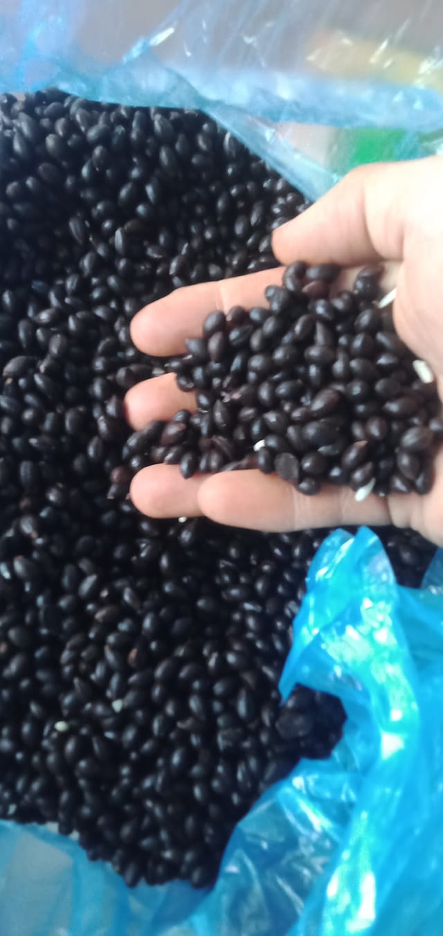 200gram hạt giống bồ đề