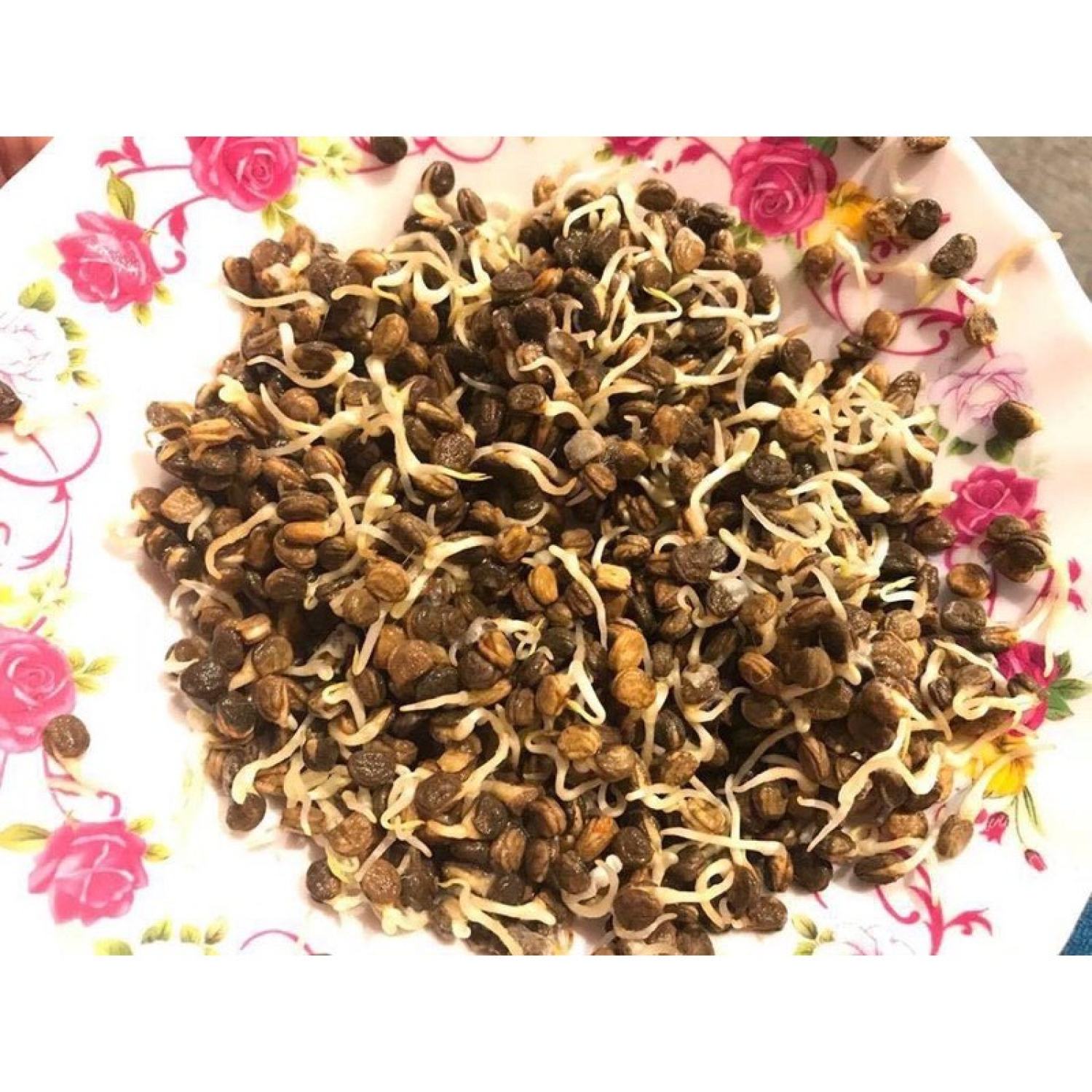 MA451 GÓI Hạt Giống Nhân Sâm Mỹ- Gói 20 Hạt
