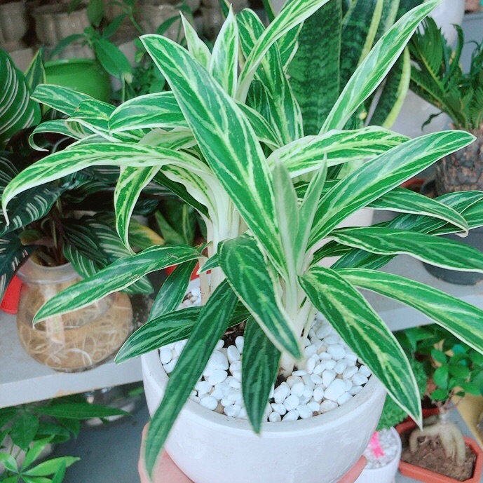 Chậu cây giữ tiền