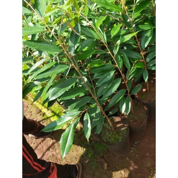 CÂY GIỐNG SẦU RIÊNG BLACK THORN (cây giống siêu sớm có bảo hành )