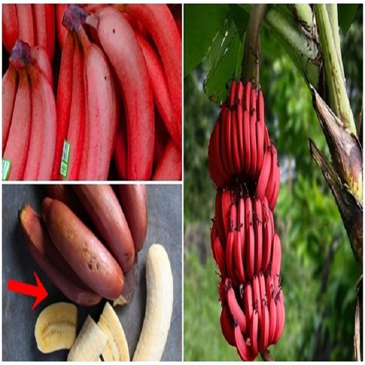 combo 2 Cây chuối tây đỏ