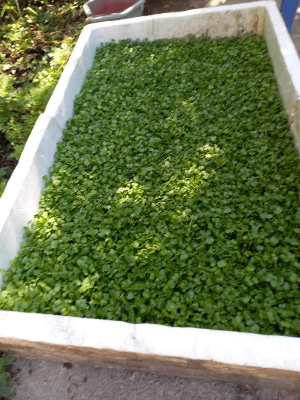 Hạt giống rau mầm củ cải trắng 1Kg (Hạt giống to, rau mầm lớn nhanh, ăn ngon)