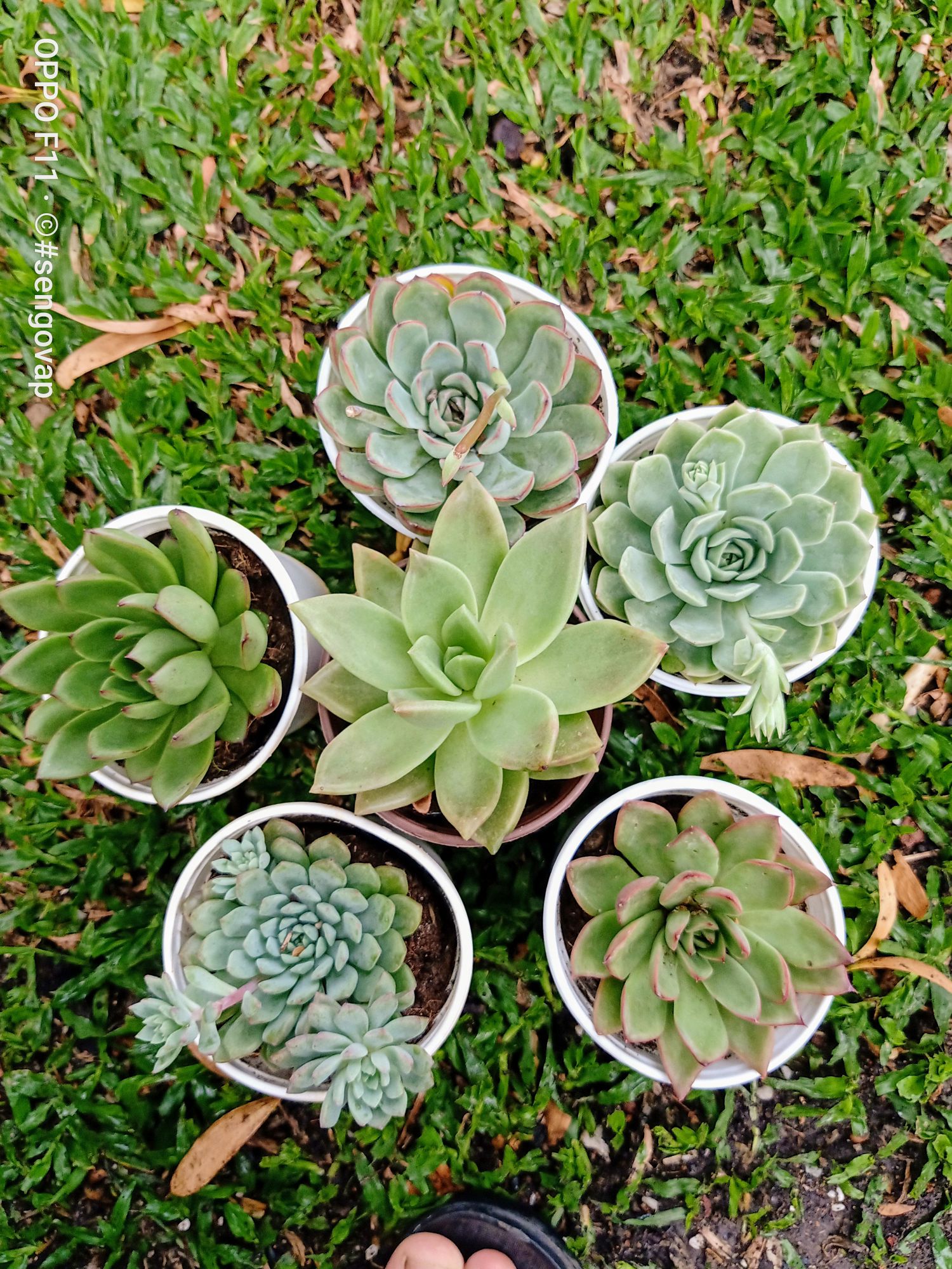[HCM]Combo 5cây sen đá size trung 10-12cm