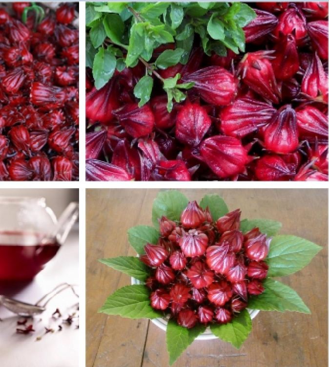 "Gói 10 "Hạt Giống Cây Atiso Đỏ ( Bụp Giấm) [Seeds]