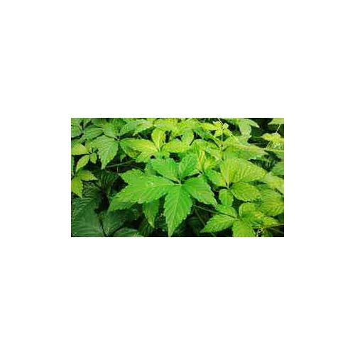 Trà Giảo cổ lam Sa Pa (loại 5 lá sao khô) gói 1kg