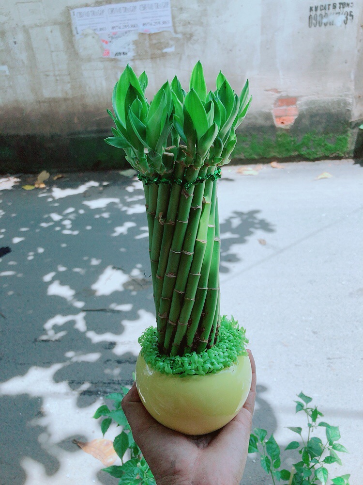 Chậu Trúc Phát Tài