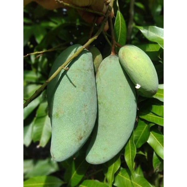 Xoài Thái siêu lùn  siêu sớm