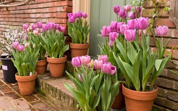 Combo 5màu củ hoa TuLip (5 mầu ngẫu nhiên)