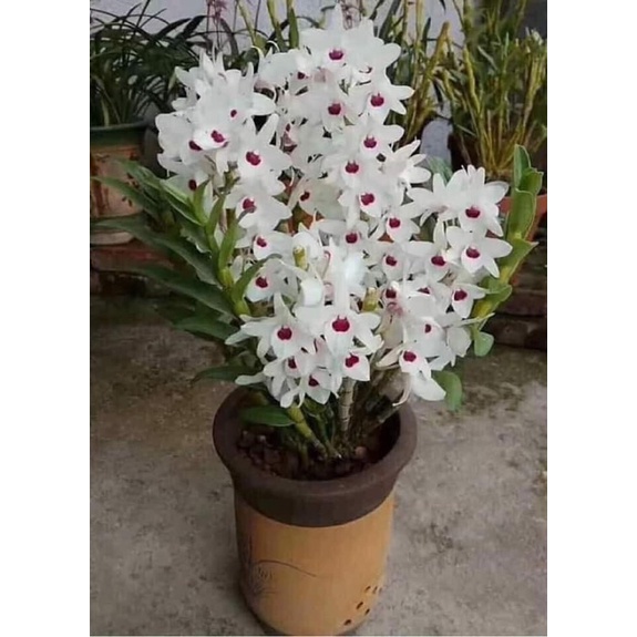 Hàng đẹphoa lan ý ngọc hoa nở tết