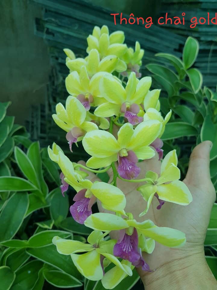 Den chớp Thongchai Gold ( chớp lá_chớp hoa )