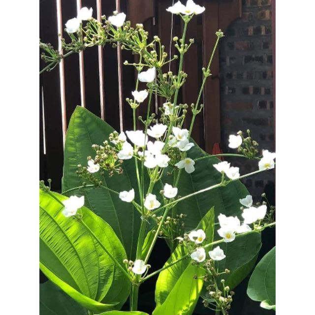 [ Xả - Cắt Lỗ ] Combo 2 cây giống bách thủy tiên chuẩn bị ra hoa - Đơn hàng thanh toán trước tặng 1 cây