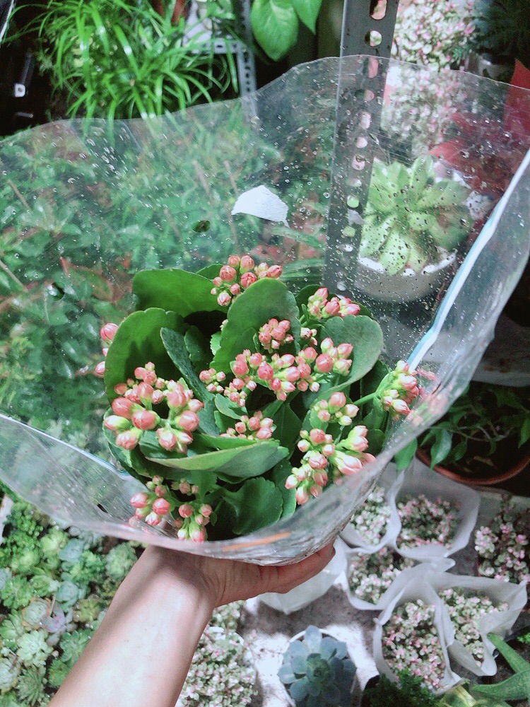 Cây Hoa Sống Đời