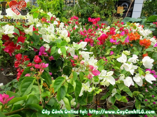Cây hoa giấy đủ màu bầu nhỏ tặng 2 cây chè xanh