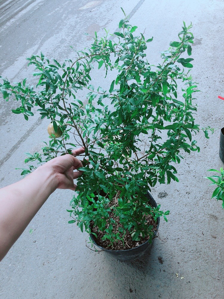 Cây Lựu Quả To Ngọt