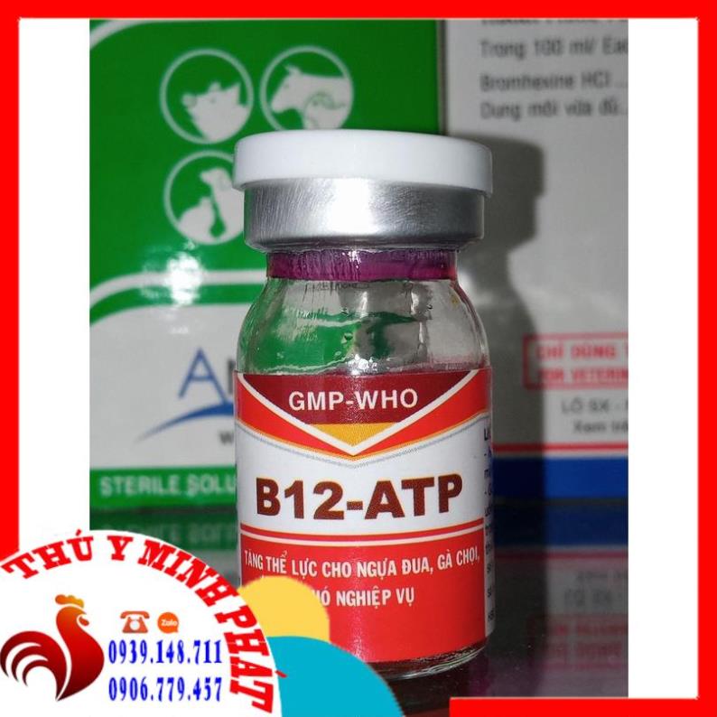 B12 atp 5ml tăng thể lực gà đá, ngựa đua
