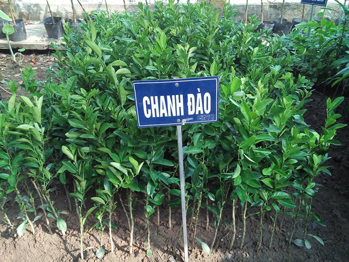 (FREESHIP Từ 50k) cây giống chanh đào
