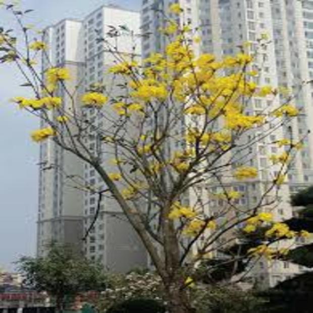 COM BO 3 CÂY GIỐNG PHONG LINH VÀNG