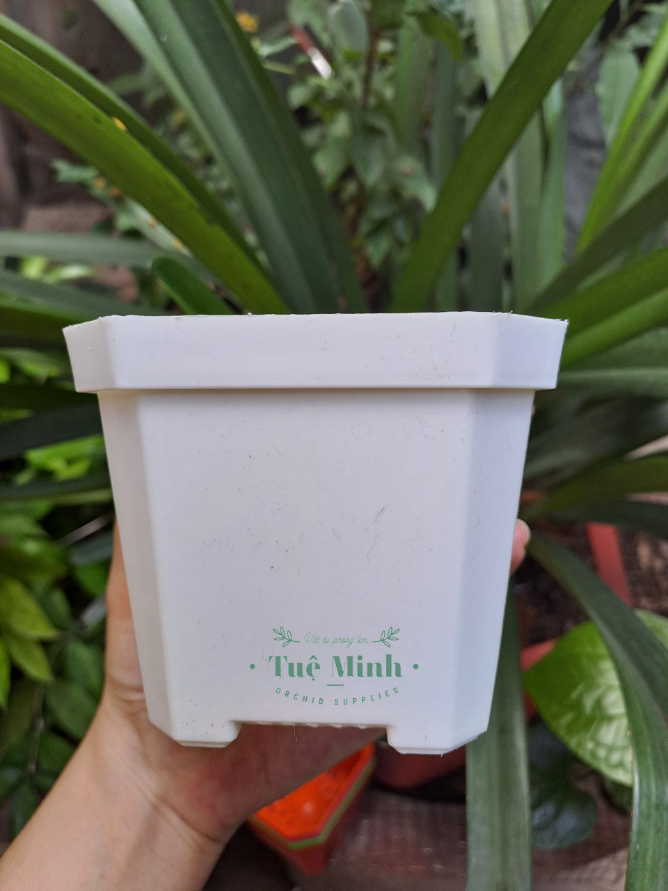 Combo 10 Chậu nhựa trồng sen đá, xương rồng, ươm hạt giống,... nhiều màu