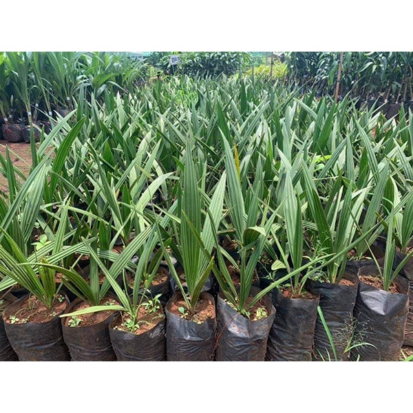 Cây chà là khasab giống ăn quả chuẩn giống