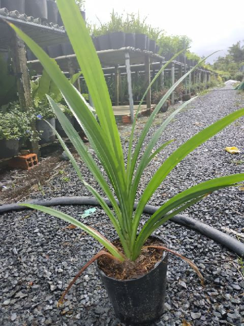 Cây giống Lá Dứa (lá nếp) - CayGiongTot
