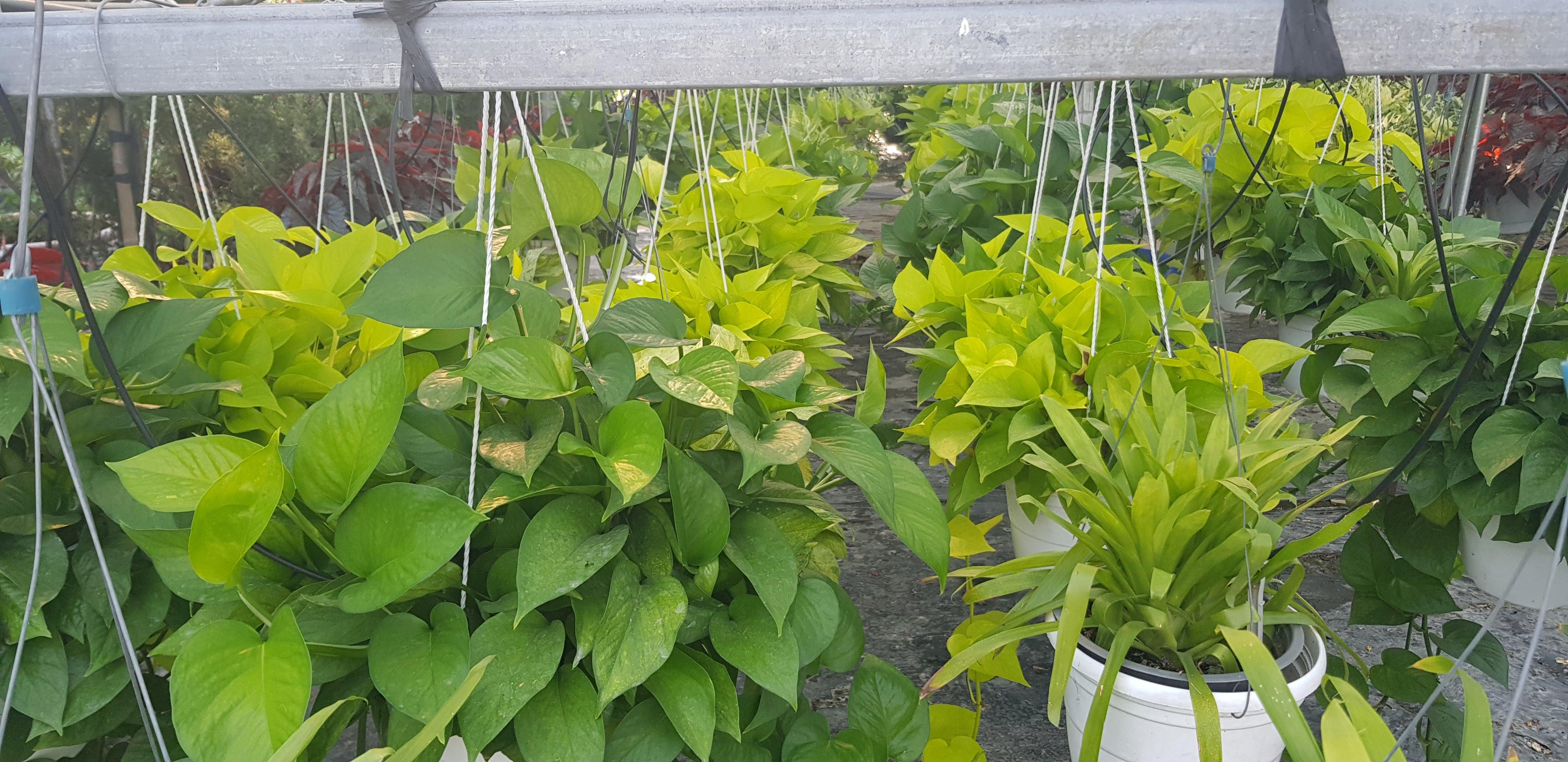 Trầu Bà Thái Lá Lớn Vàng Và Xanh - Chậu Cây Cảnh