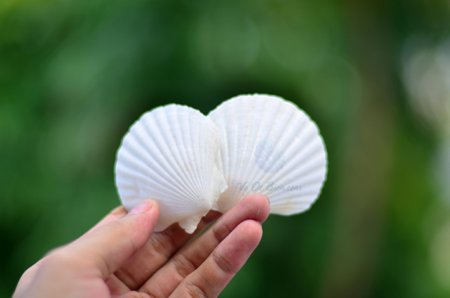 Vỏ sò điệp trắng 100gr