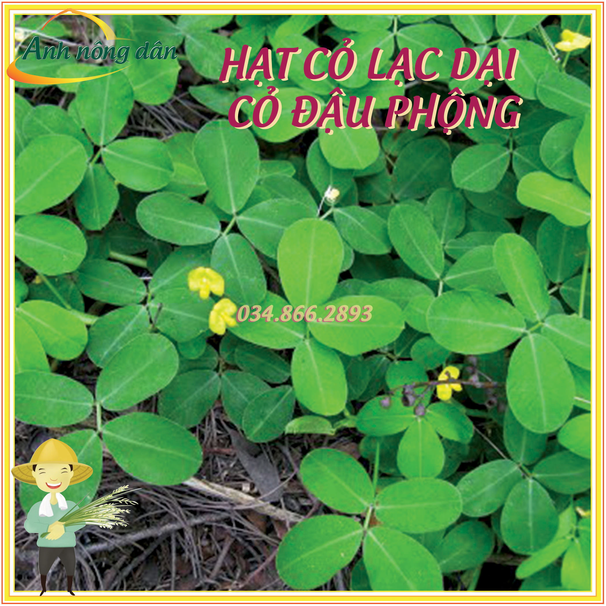 Gói 50 hạt Hạt giống cỏ lạc dại - Hạt giống cỏ đậu phộng - Cỏ trồng công trình, sân vưởn