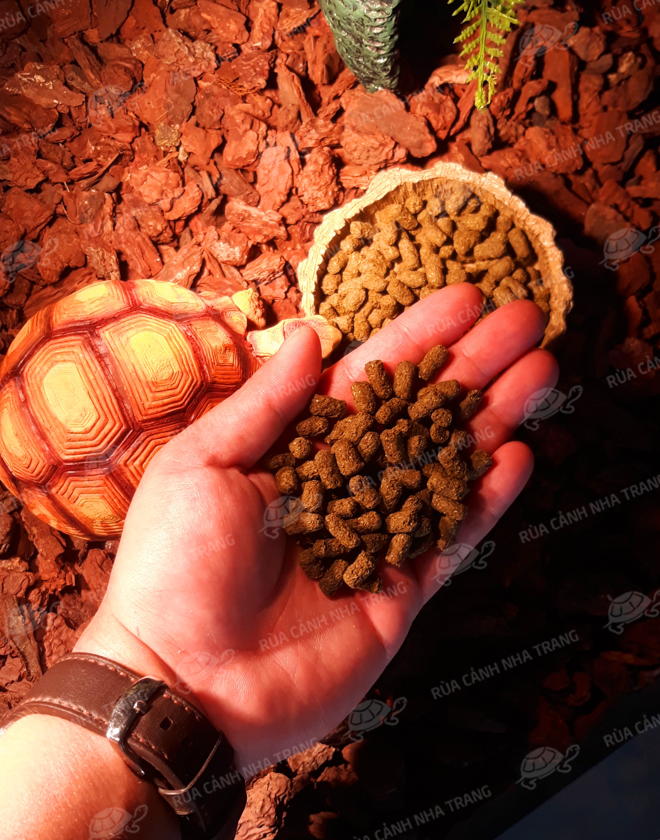 THỨC ĂN CHO RÙA, THÚ CƯNG BÒ SÁT [MAZURI 5E5L]