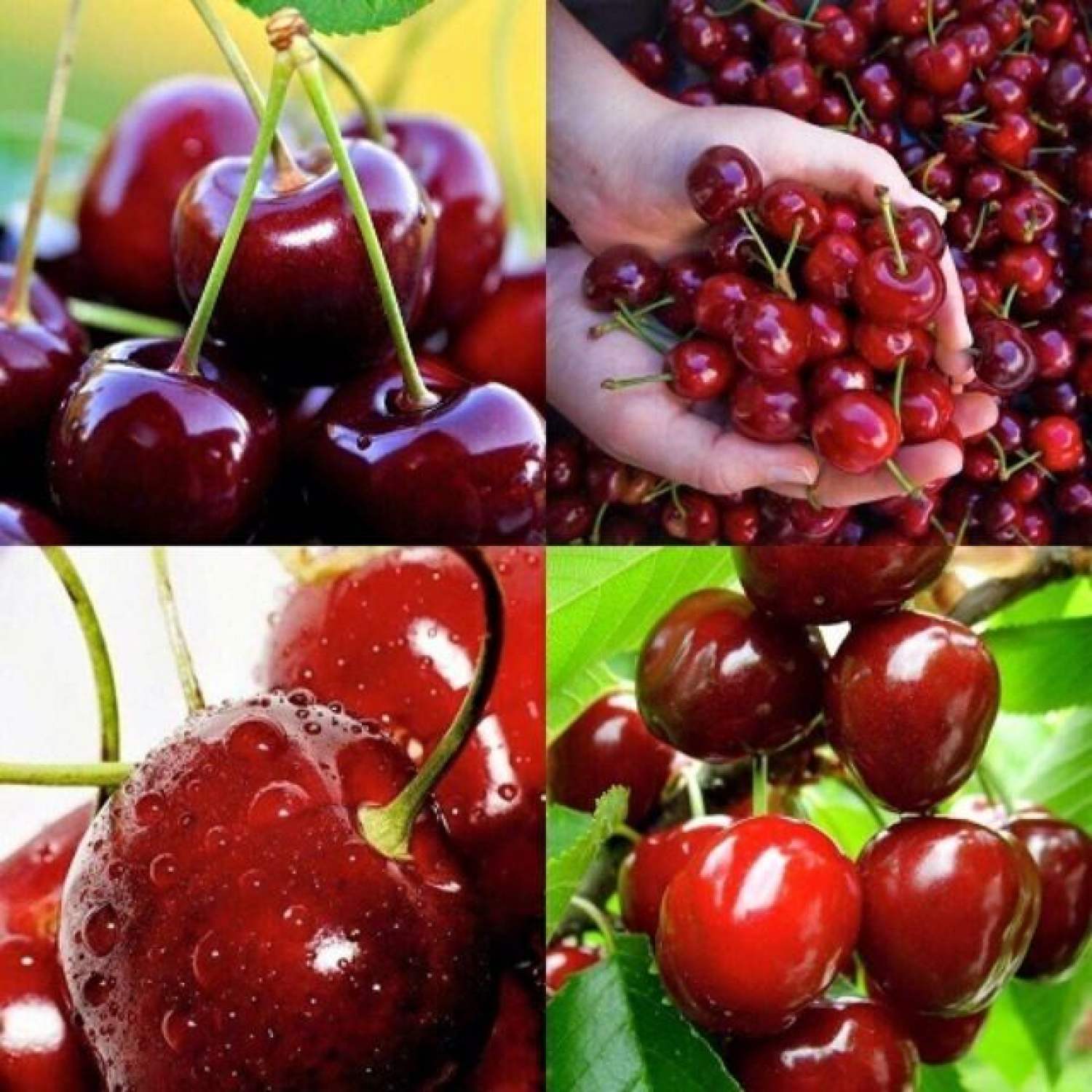 MA242B Gói 5 Hạt Giống Cherry Mỹ Cao Sản