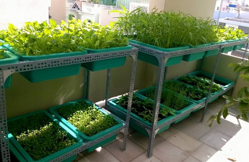 Kệ trồng rau nhiều kích thước ( chưa gồm khay )