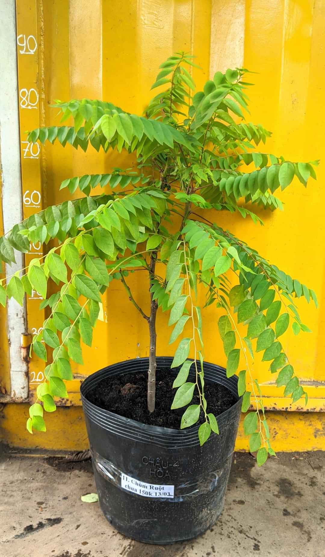 Cây giống Chùm Ruột ngọt