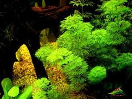 Cây thủy sinh TRUNG BẢO THÁP lá nước