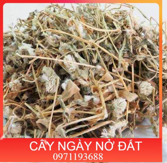 1kg cây nở ngày đất nhà làm lh 097.118.36.88.