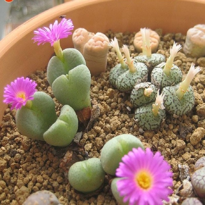 Hạt giống Thạch lan, Đá sống F1 - Gói 5 hạt, được cung cấp bởi Green Plus, xuất xứ Nga đóng gói tại VN, chịu nhiệt 15 – 35 độ