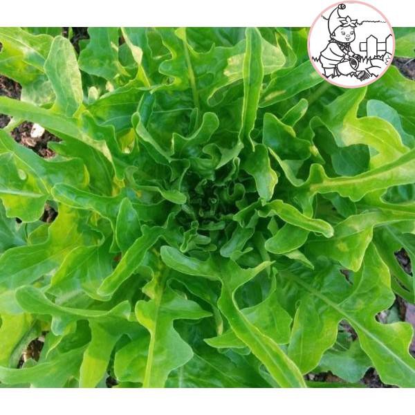 HẠT XÀ LÁCH SỒI XANH OAKLEAF - GÓI 2 GRAM