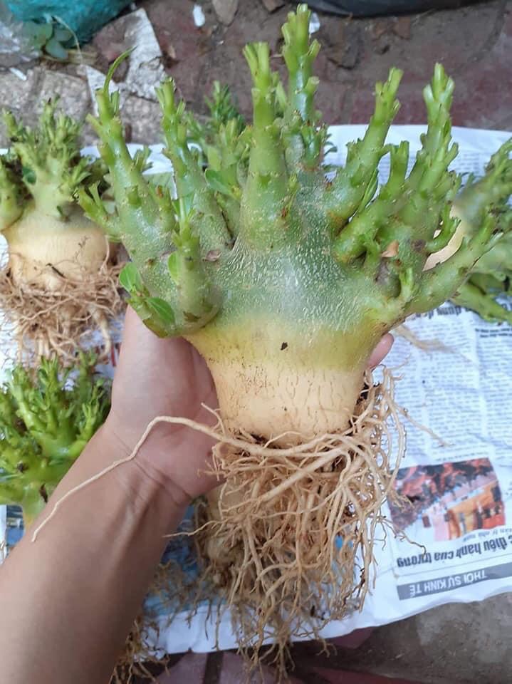 Cây Sứ kim tử tháp giống siêu ngọn