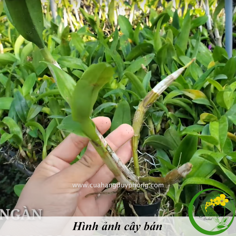 DENDRO - LAI CÁT | Hàng thanh lý