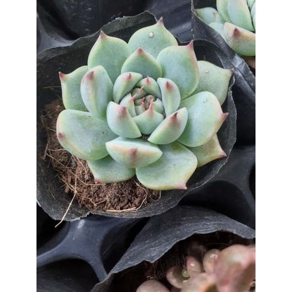 Sen đá bánh bao lửa, Sen đá Đà Lạt, 3-5cm, lỗi 1 đổi 1
