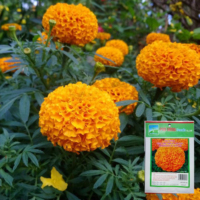 [HCM]Hạt giống vạn thọ lùn cam F1 PN-102 15 hạt - Phú Nông Hạt Giống Rau Củ Quả Nảy Mầm Nhanh Sinh Trưởng Mạnh - VTNN Nông Điền Trang